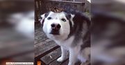 Urocza reakcja husky’ego na motyla, który usiadł mu na nosie