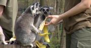 We wrocławskim zoo urodziło się 6 lemurów. Największy waży nie więcej niż 200 g