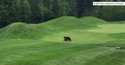 Matka z dzieckiem na polu golfowym w Kolumbii Brytyjskiej. Dwa niedźwiedzie brunatne uniemożliwiły dalszą grę