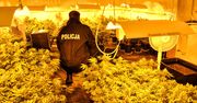 POLICJANCI ZLIKWIDOWALI PLANTACJĘ I ZABEZPIECZYLI BLISKO 9 KG KONOPI INDYJSKICH