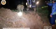 Na ratunek słoniątku. Szczęśliwie zakończona akcja uwolnienia rocznego malucha
