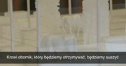 Holandia – kraj tradycji i nowoczesności otwarty na współpracę z Polską