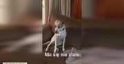 Piesek boi się przyznać do zjedzenia batona