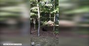 Zacięty pojedynek niedźwiadków o relaks na hamaku