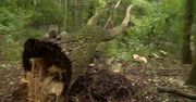 Połamane drzewa i uszkodzone wybiegi. Wichura zniszczyła poznańskie zoo