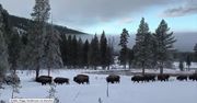 Stado żubrów przemierza zaśnieżony Park Narodowy Yellowstone