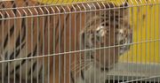 Tygrys zaczął jeść po operacji w poznańskim zoo