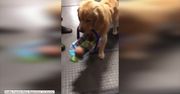 Golden retriever nianią? W tym psiaku obudził się instynkt macierzyński