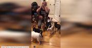 Psiarz o wielkim sercu opiekuje się opuszczonymi chihuahuami