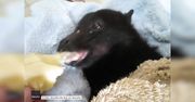 Uratowana rudawka zajada się bananem