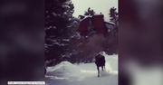 Agresywny łoś ścigał narciarzy na stoku Kolorado