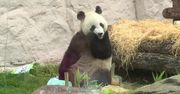 W moskiewskim zoo świętowano urodziny dwóch pand wielkich. Zwierzęta otrzymały lodowe ciasta z kawałkami marchewki, jabłek i bambusa
