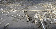 W wyniku suszy w Wielkopolsce w niektórych miejscach uschło nawet 100 procent upraw
