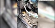 Ciekawski niedźwiedź “przeszukał” samochód. Auto zostało doszczętnie zniszczone