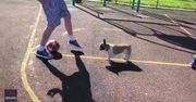 Psi Messi. Buldog francuski zawstydził piłkarzy