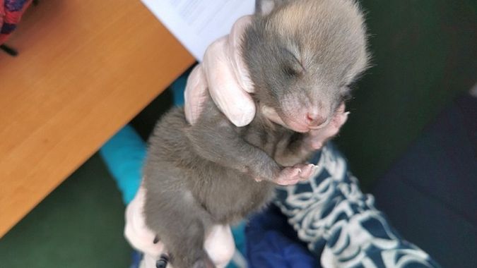 Warszawa. Strażnicy z Ekopatrolu otrzymali nietypowe zgłoszenie