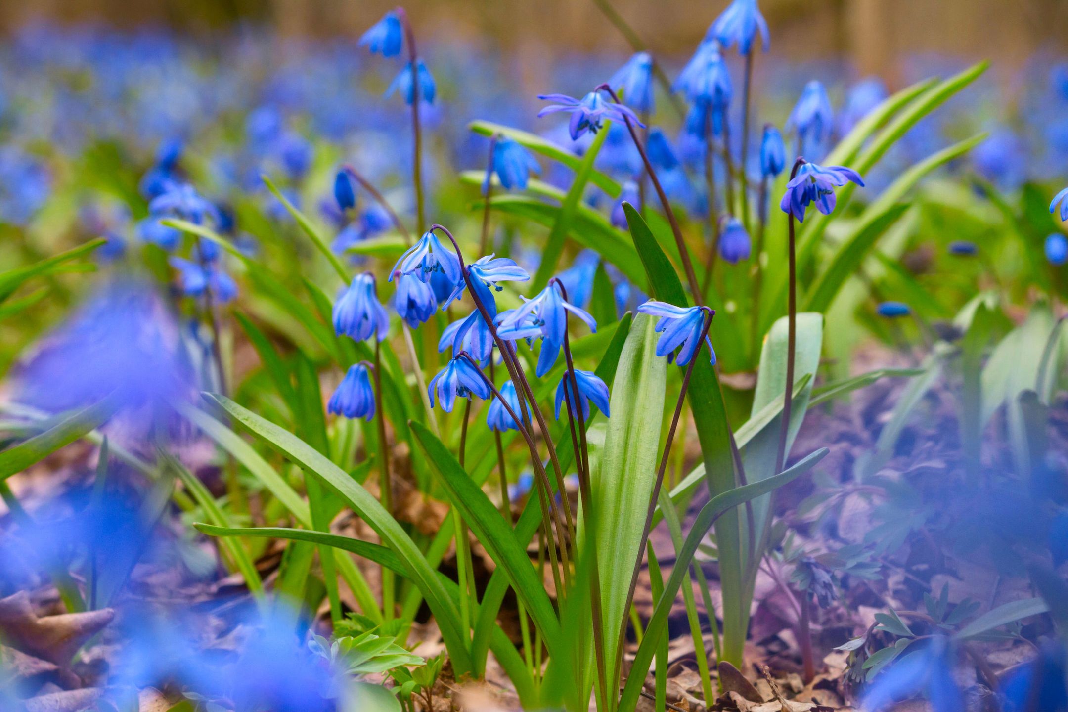 Blue snowdrop blossom flowers in early spring in the forest. Scilla siberica Squill 