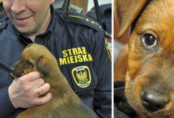 Oto nowa maskotka Straży Miejskiej. Wabi się "Słoik"