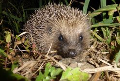 Zielona Góra: w mieście grasuje zabójca jeży. "Ułożył je rządkiem, jakby chciał się pochwalić"