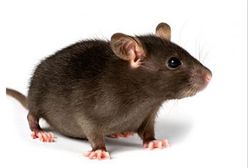 Nosiła na głowie martwe szczury i myszy