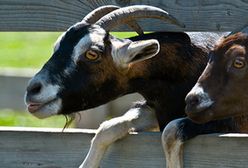 Serek kozi z Wołczkowa trafił do Brukseli