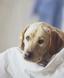 Awantura o zwierzęce nekrologi