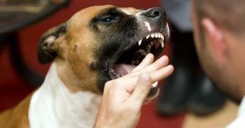 Właściciele agresywnych ras psów są... agresywni