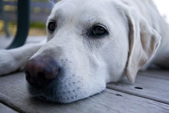 Psy będą wyczuwać nowotwory nosem