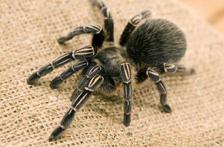 Wielkiej Brytanii grozi inwazja jadowitych pająków?
