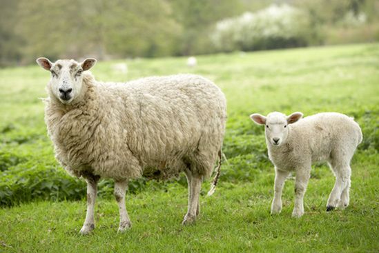 W Nowej Zelandii jest 20 razy więcej owiec niż ludzi
