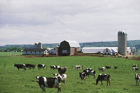 Złodzieje kradną brytyjskim farmerom olej opałowy