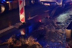 Konający pies na trasie do Lublina. Zareagowała tylko jedna osoba
