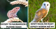 13 rekordzistów wśród zwierząt żyjących w Polsce. To prawdziwi wyczynowcy żyjący w lasach