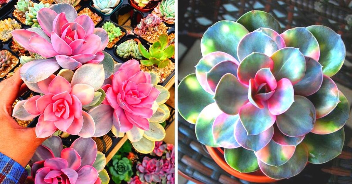 Echeveria – Rainbow. A Chameleon Among Succulents; It Changes Its Color Depending on the Season