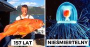 11 najdłużej żyjących zwierząt na świecie. Natura obchodzi się z nimi bardzo łagodnie
