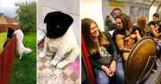 25 zabawnych zdjęć wyrwanych z kontekstu, które spadną na Twój umysł jak grom z jasnego nieba