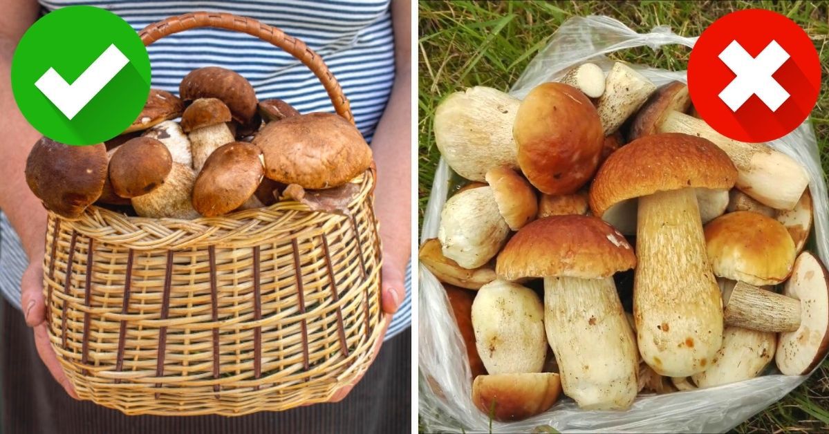 8 Rules of Responsible Mushroom Picking. These Are the Principles of the Forest Savoir-Vivre