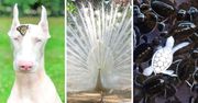 19 zwierząt-albinosów, które wyglądają jak duchy błąkające się po świecie. Ich białe umaszczenie przyciąga wzrok