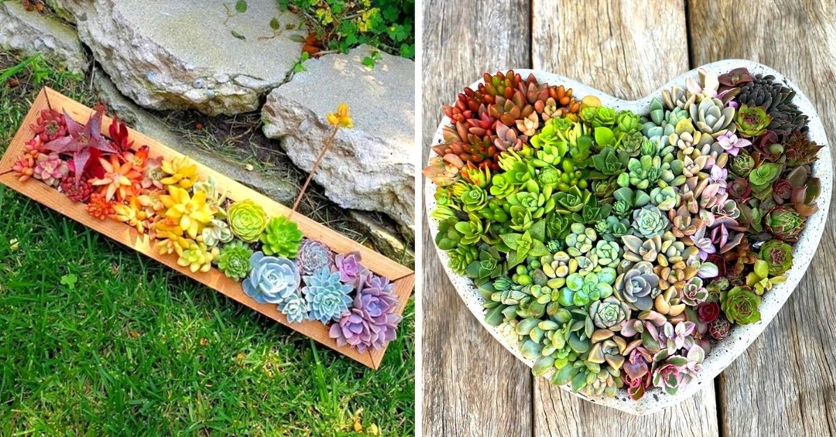 These Succulent Compositions Look like They Were Painted by an Artist