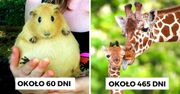 Ile trwa ciąża u zwierząt? 15 dowodów na to, że matka natura doskonale wie co robi