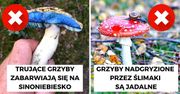 10 najczęściej powtarzanych mitów, które narosły wokół grzybów niczym leśna ściółka