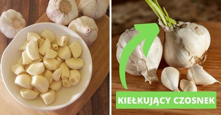 Czy można jeść kiełkujący czosnek? Czy zielone pędy mogą być groźne?