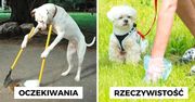 Psie odchody nie tylko szpecą parki. Są także niebezpieczne dla środowiska i zabijają rośliny