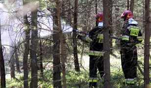 Węgliniec: ktoś podpala las. Wyznaczono nagrodę