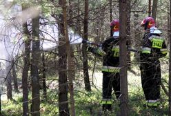 Węgliniec: ktoś podpala las. Wyznaczono nagrodę