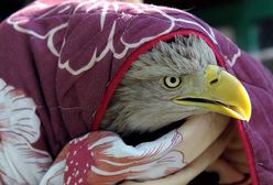 Powrót na wolność