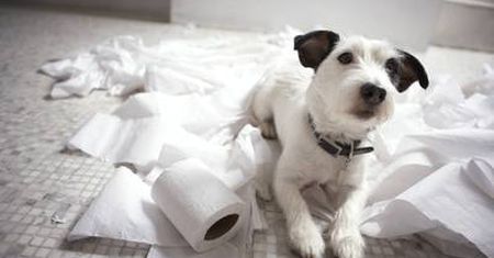 Zły pies, wściekły właściciel. "Kłopotliwe zwierzaki" od 4 września na kanale Animal Planet