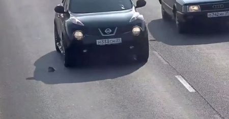 Kociak zabłąkał się na autostradzie. Uratował go kierowca