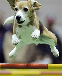 Pies powiedział swoje pierwsze trzy słowa