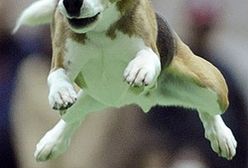 Pies powiedział swoje pierwsze trzy słowa